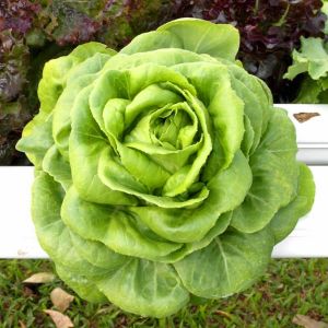 Gül marul tohumu atalık bibb lettuce