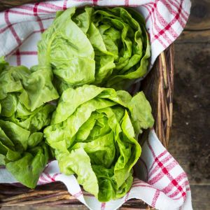 Gül marul tohumu atalık bibb lettuce