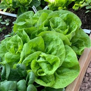Gül marul tohumu atalık bibb lettuce