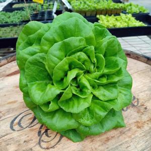 Gül marul tohumu atalık bibb lettuce