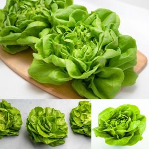 Gül marul tohumu atalık bibb lettuce