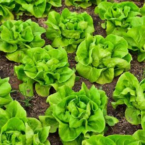 Gül marul tohumu atalık bibb lettuce