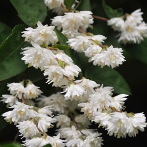 Katlı Havlu püskülü fidanı deutzia scabra