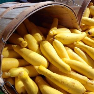 Erkenci sarı kabak tohumu geleneksel yellow straightneck squash