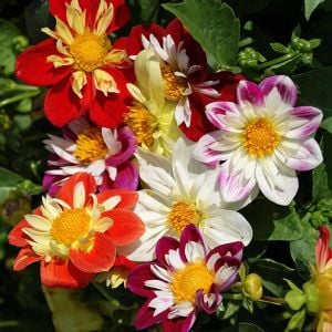 5 adet Dandy yıldız çiçeği fidesi dahlia saksı çeşidi