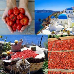 Santorini domates tohumu susuz yetiştirin