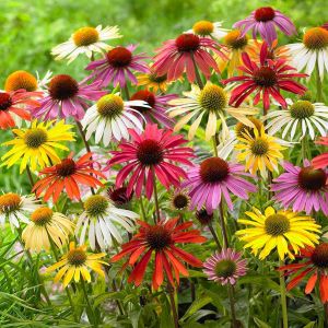 Paradiso ekinezya tohumu echinacea tall mix