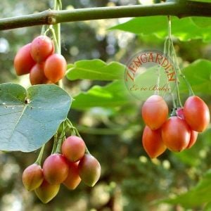 Tamarillo domates ağacı tohumu