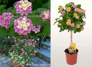 Pembe lantana fidesi ağaç minesi camara esperanta pink