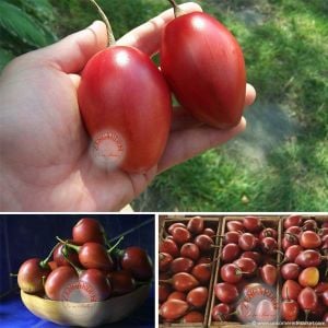 Tamarillo domates ağacı tohumu