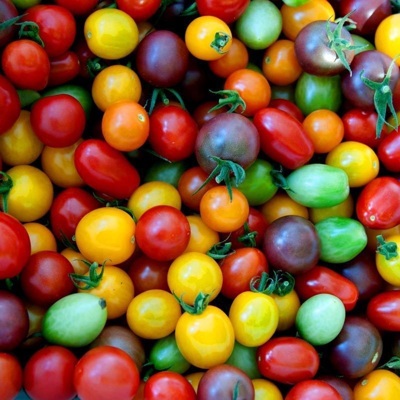 Kiraz çeri domates tohumu renkli karışımı cherry tomato mix