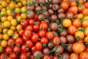 Kiraz çeri domates tohumu renkli karışımı cherry tomato mix