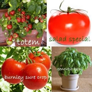Geleneksel domates tohumu karışımı renk kodlu özel