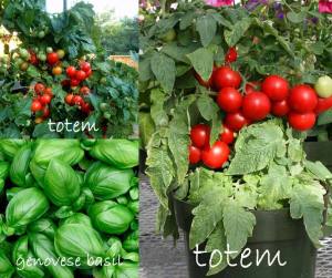 Geleneksel domates tohumu karışımı renk kodlu özel