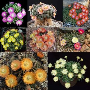 Aloinopsis tohumu karışımı