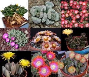 Aloinopsis tohumu karışımı