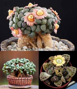 Aloinopsis tohumu karışımı