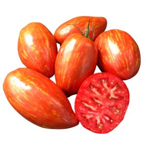 Çizgili roma domates tohumu geleneksel heirloom speckled roman tomato seeds