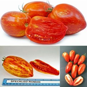 Çizgili roma domates tohumu geleneksel heirloom speckled roman tomato seeds
