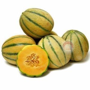 İtalyan Toskana kavun tohumu geleneksel melon tuscany seeds