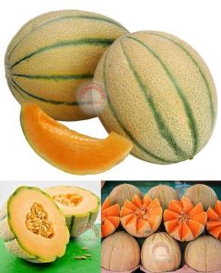 İtalyan Toskana kavun tohumu geleneksel melon tuscany seeds