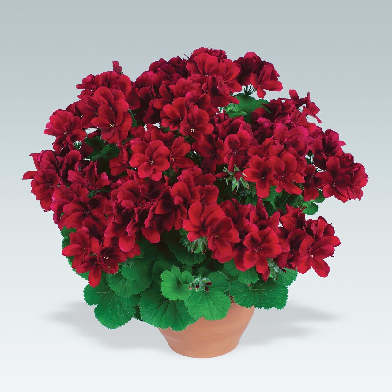 Aristo velvet red canan sardunya fidesi ithal pelargonium kadife kırmızı