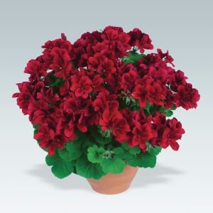 Aristo velvet red canan sardunya fidesi ithal pelargonium kadife kırmızı