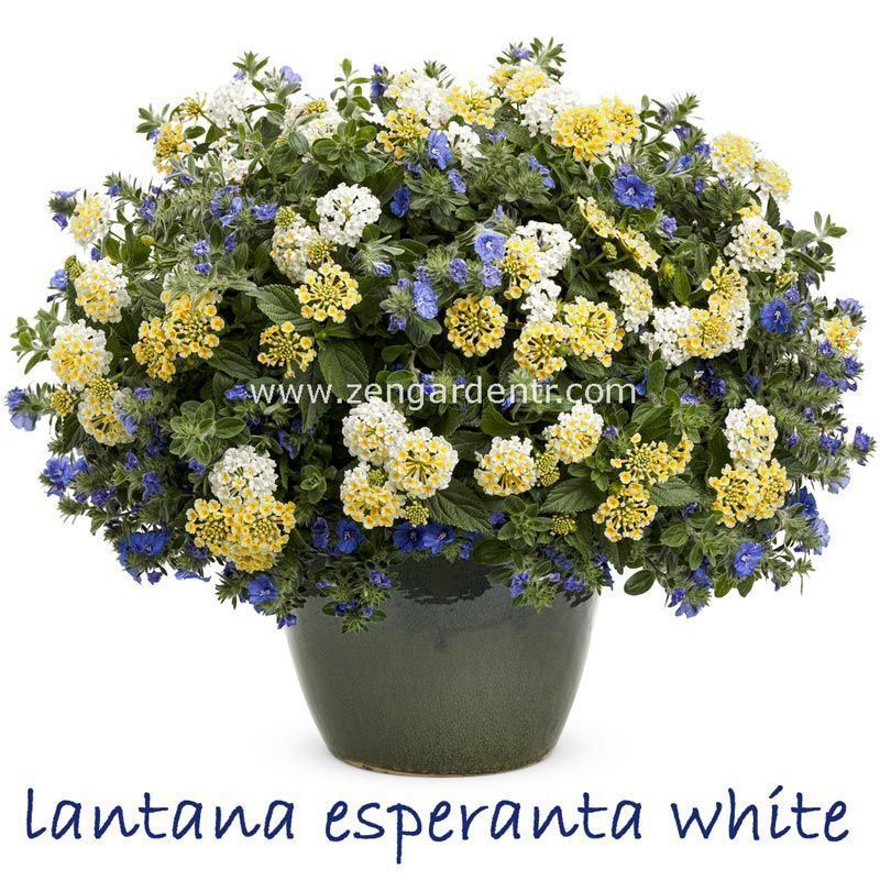 Beyaz lantana fidesi ağaç minesi camara esperanta white