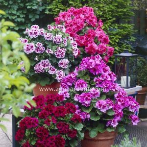 Aristo burgundy violet canan sardunya fidesi ithal pelargonium pembe mor