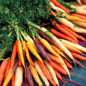 Rainbow blend mixed Gökkuşağı havuç tohumu carrot