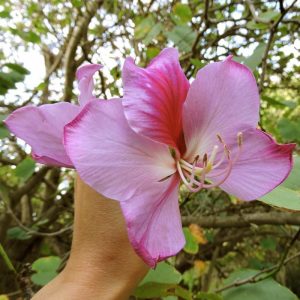 Pembe orkide ağacı tohumu bauhinia variegata