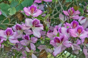 Pembe orkide ağacı tohumu bauhinia variegata