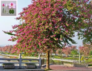 Pembe orkide ağacı tohumu bauhinia variegata