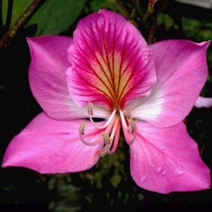 Pembe orkide ağacı tohumu bauhinia variegata