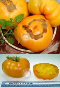 Amana turuncu domates tohumu turuncu renkli amana orange tomato seeds