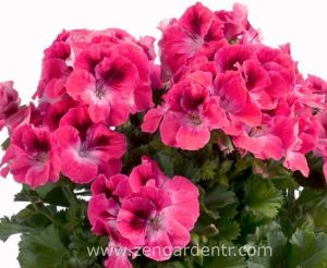 Aristo salmon canan sardunya fidesi ithal pelargonium somon