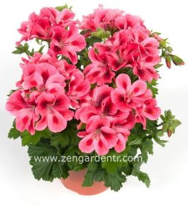 Aristo salmon canan sardunya fidesi ithal pelargonium somon