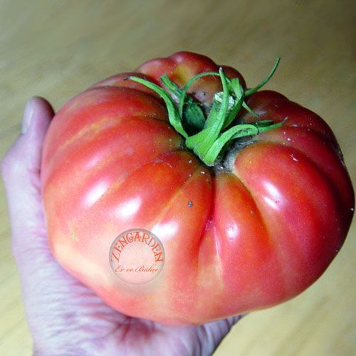 Geleneksel Lübnan domates tohumu Omars Lebanese heirloom tomato seeds