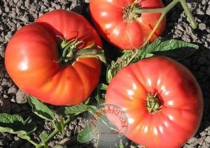 Geleneksel Lübnan domates tohumu Omars Lebanese heirloom tomato seeds