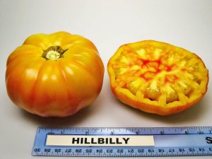 Hillbilly domatesi tohumu geleneksel hillbilly flame tomato seeds