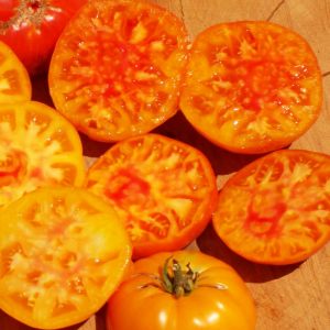 Hillbilly domatesi tohumu geleneksel hillbilly flame tomato seeds