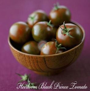 Kara prens domates tohumu geleneksel black prince tomato seeds