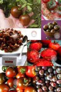 Kara prens domates tohumu geleneksel black prince tomato seeds