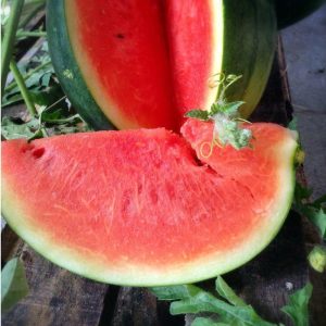 Siyah elmas karpuz tohumu geleneksel watermelon black diamond