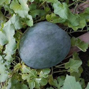 Siyah elmas karpuz tohumu geleneksel watermelon black diamond