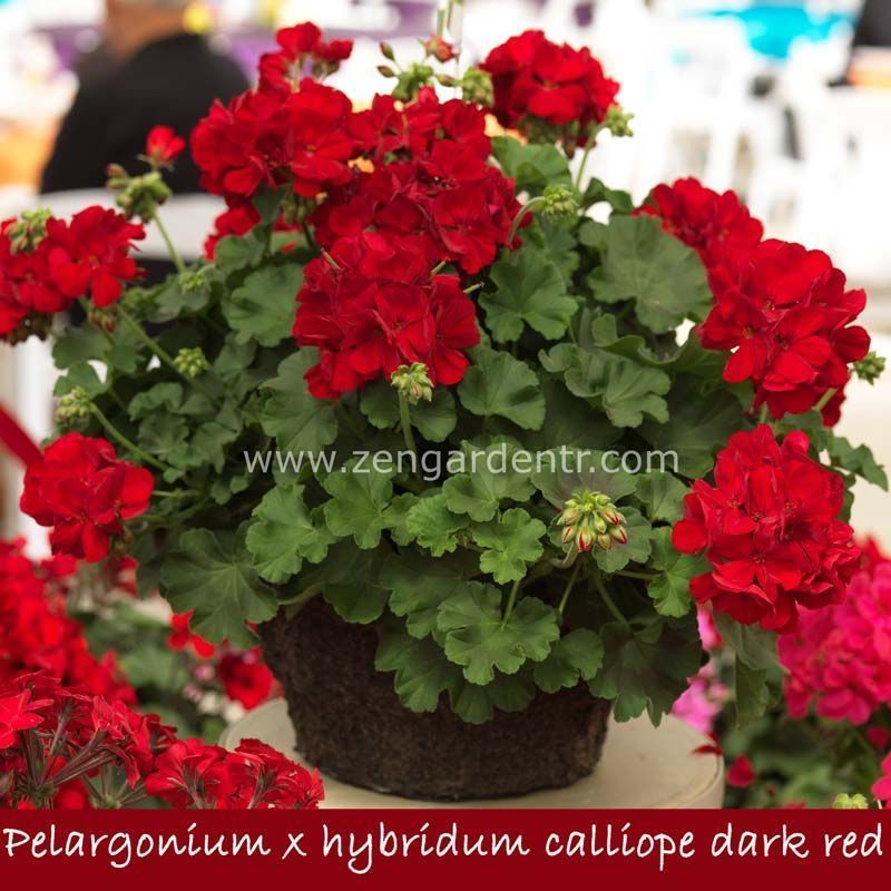 Koyu kırmızı sarkan sardunya fidesi summer lovers dark red