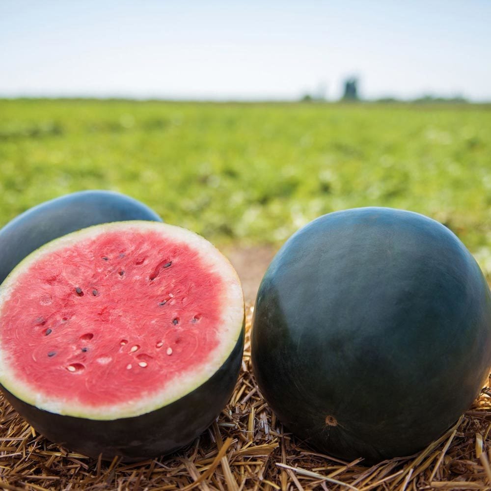 Siyah elmas karpuz tohumu geleneksel watermelon black diamond