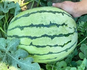 Erkenci karpuz tohumu geleneksel watermelon dixie queen