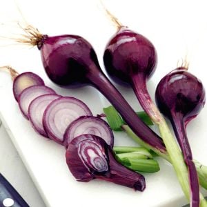 Purplette erkenci soğan tohumu