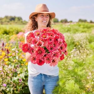 Salmon Queen zinnia tohumu kirli hanım çiçeği zinya